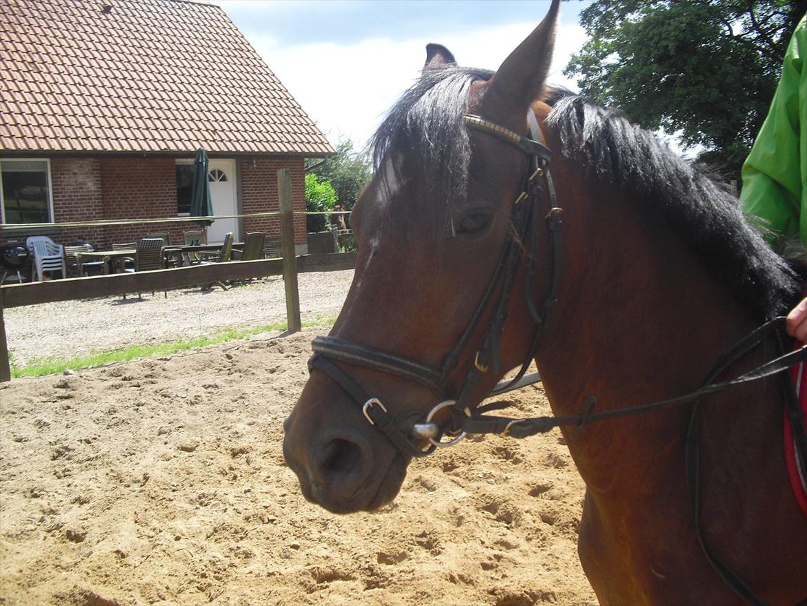 DSP Marain Charming - SOLGT billede 2