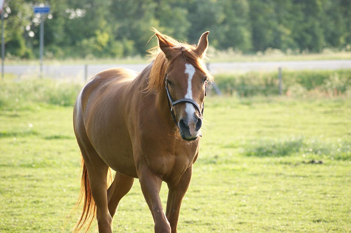 Arabisk fuldblod (OX) Que Vida Koala billede 17