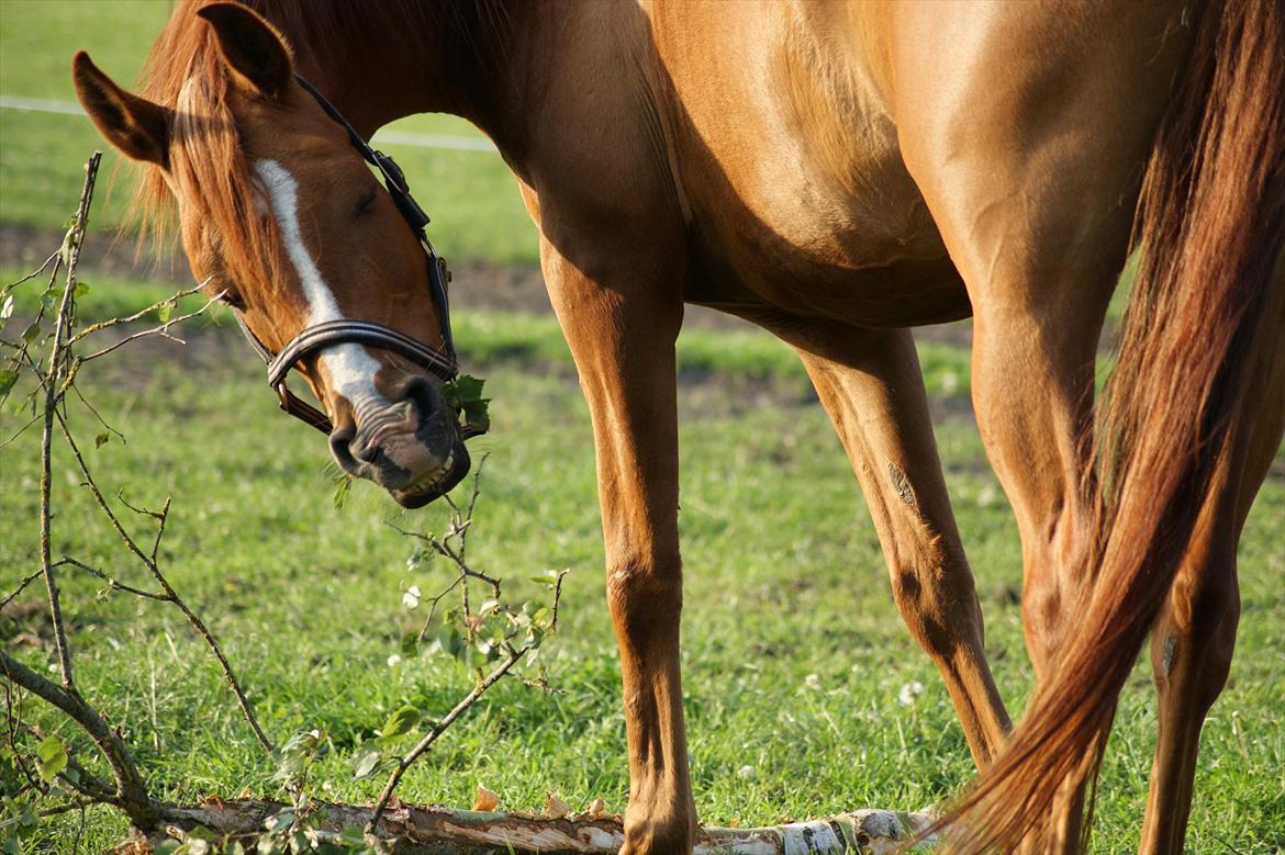 Arabisk fuldblod (OX) Que Vida Koala billede 18