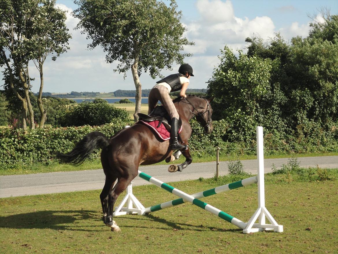 Dansk Varmblod | Campari - 5. Ja over - det kom vi i hvert fald :D billede 5