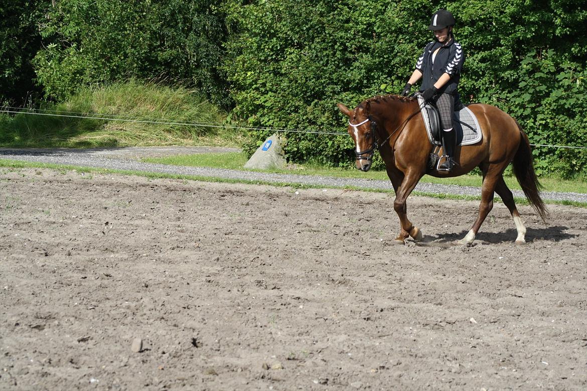 Hollandsk Sportspony Cirkeline "Prinsessen" billede 15