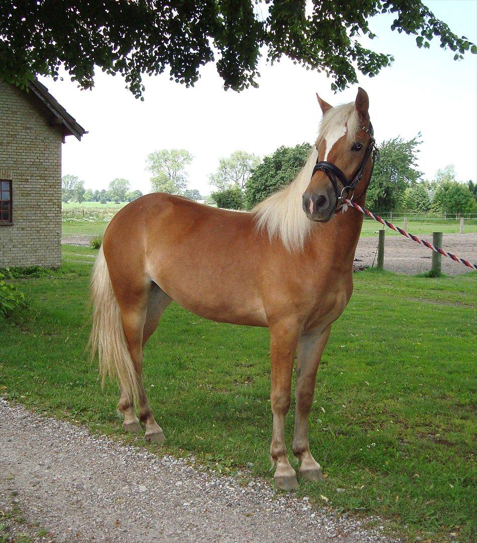 Anden særlig race Pennylane - Pennylane sommer 2011 - 2år 2 mdr billede 5