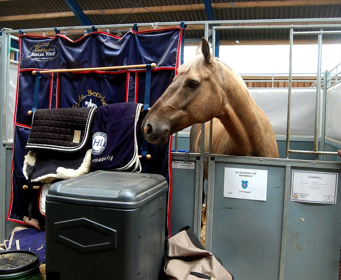 Palomino CHOPALI - Ecco Cup på Broholm, maj 2011 billede 20