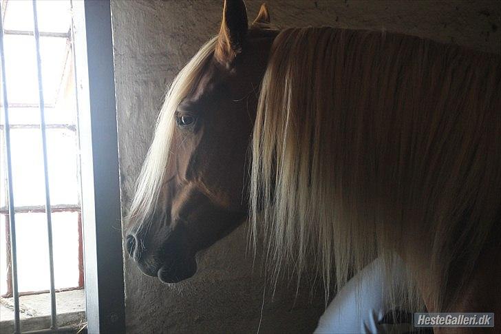 Anden særlig race Cha-Cha billede 2