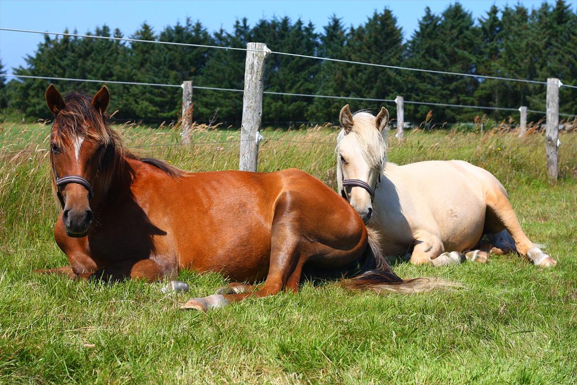 New Forest Calandias Bright Star - "Her er mig og min foldveninde på samme alder- vi har veninde grimer" billede 11