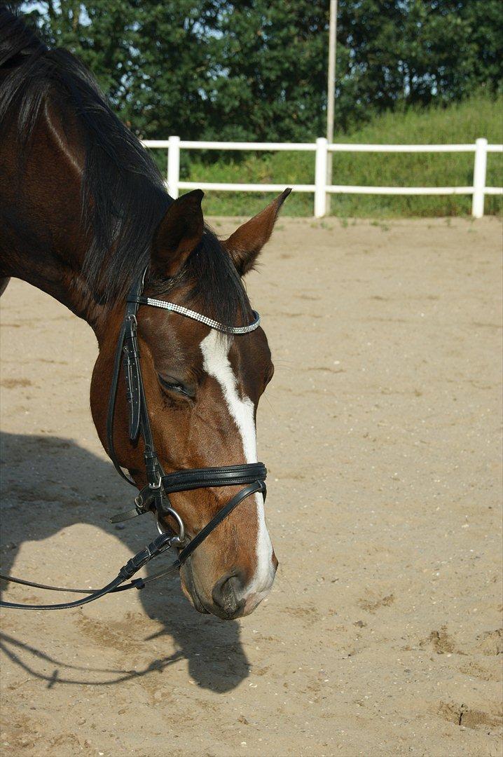 Dansk Varmblod Santina C billede 2