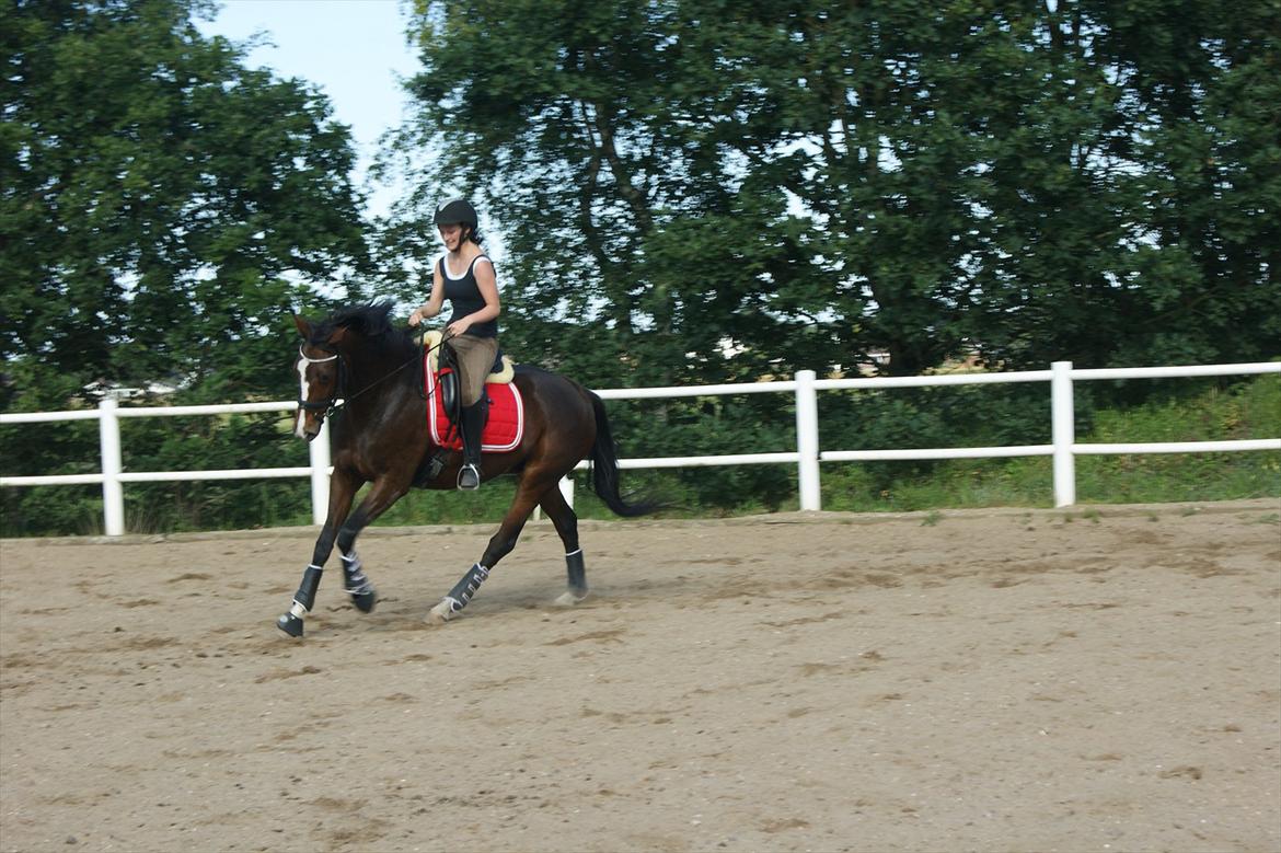 Dansk Varmblod Santina C billede 6