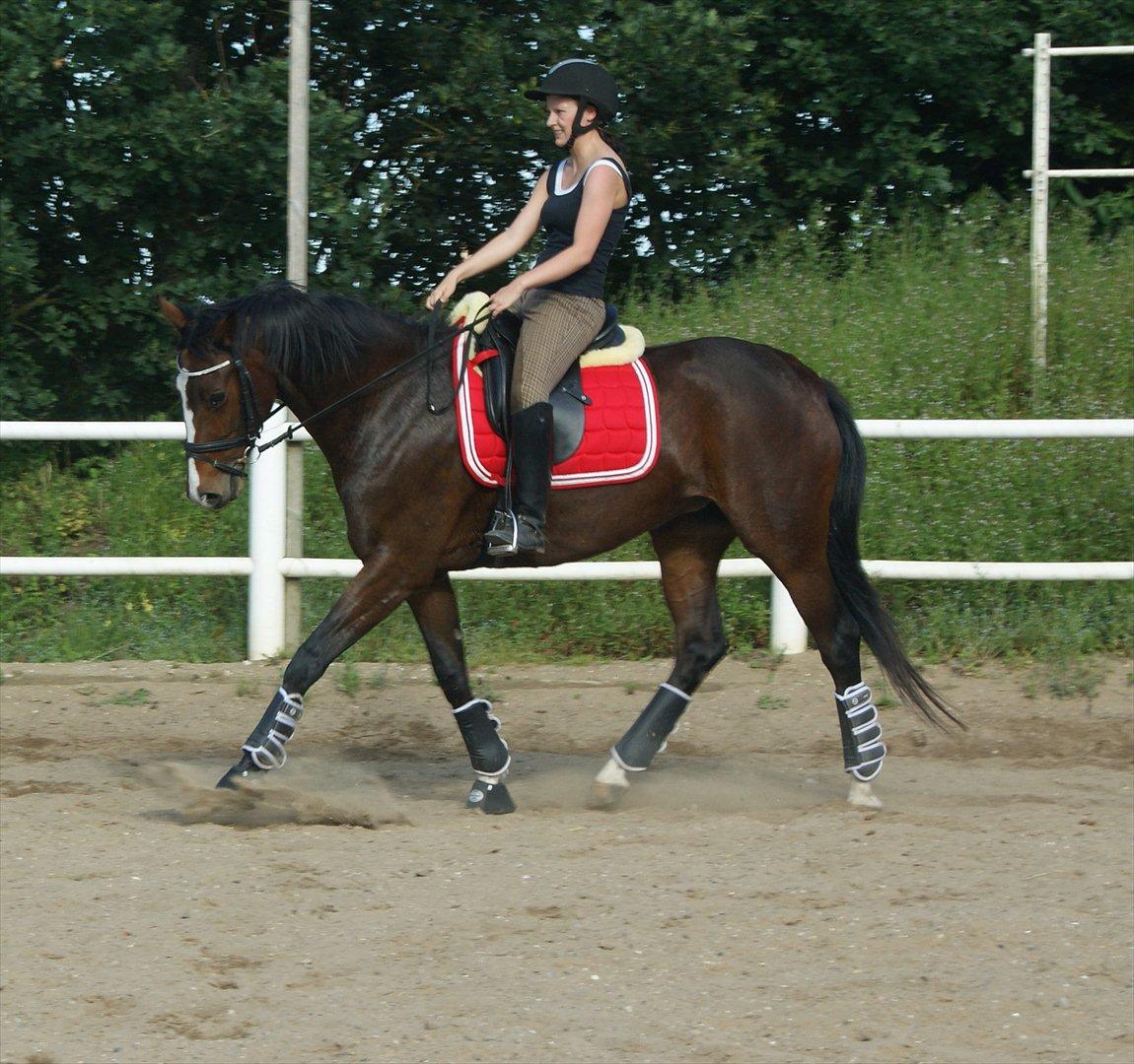 Dansk Varmblod Santina C billede 7