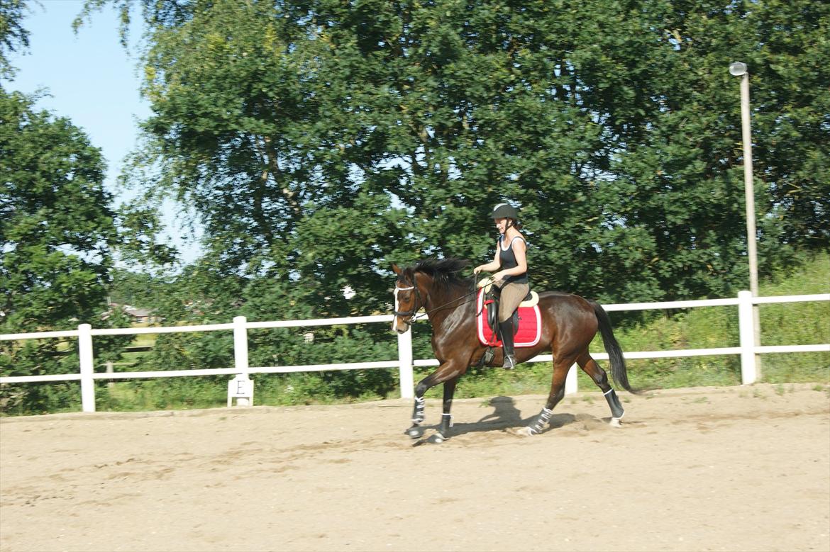 Dansk Varmblod Santina C billede 9