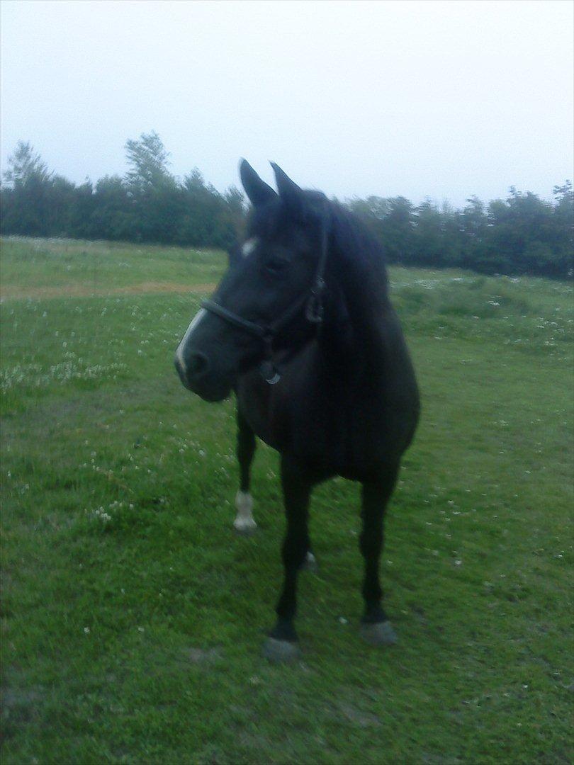 Anden særlig race Blackie - Velkommen til Blackies profil (;  billede 1