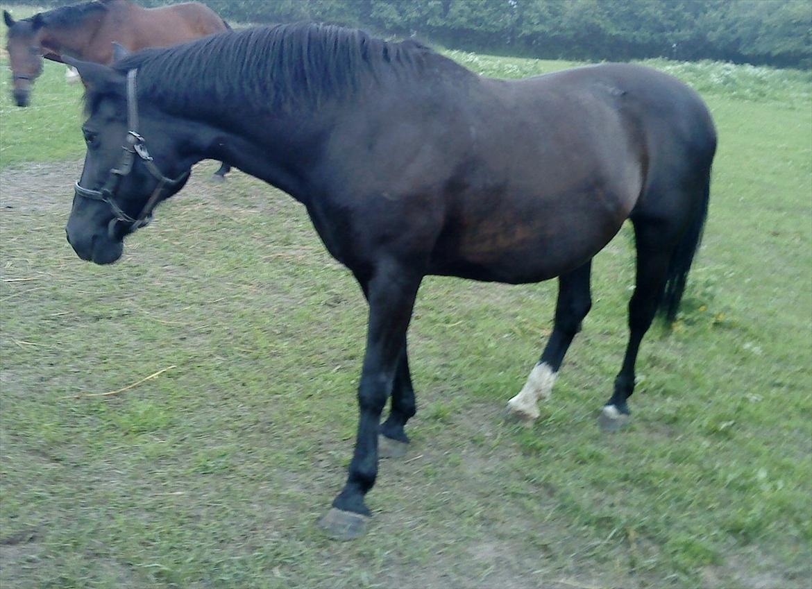 Anden særlig race Blackie - Her i hel profil ;) billede 2