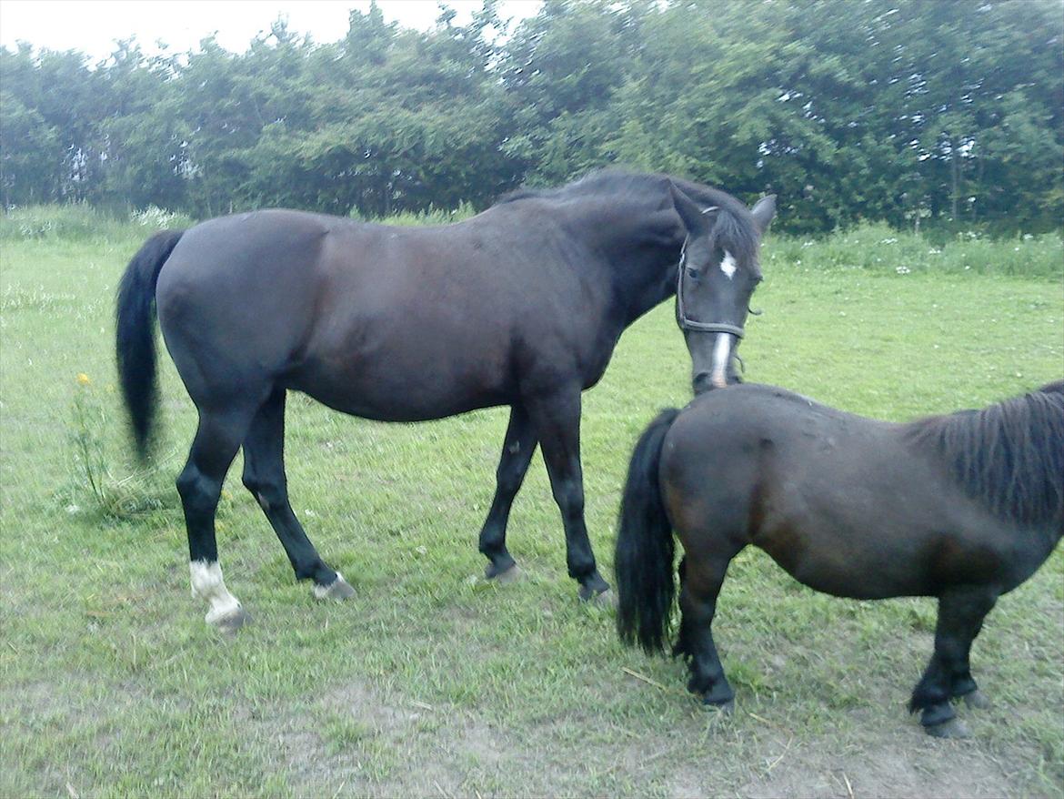 Anden særlig race Blackie - Her sammen med den lille Mathilde ;) billede 3