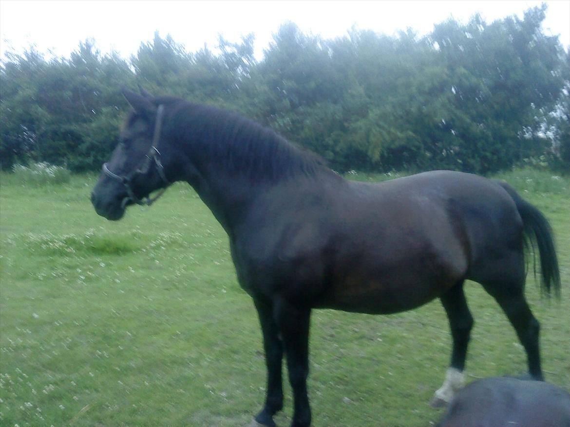 Anden særlig race Blackie - I hel profil igen igen.. (: billede 4