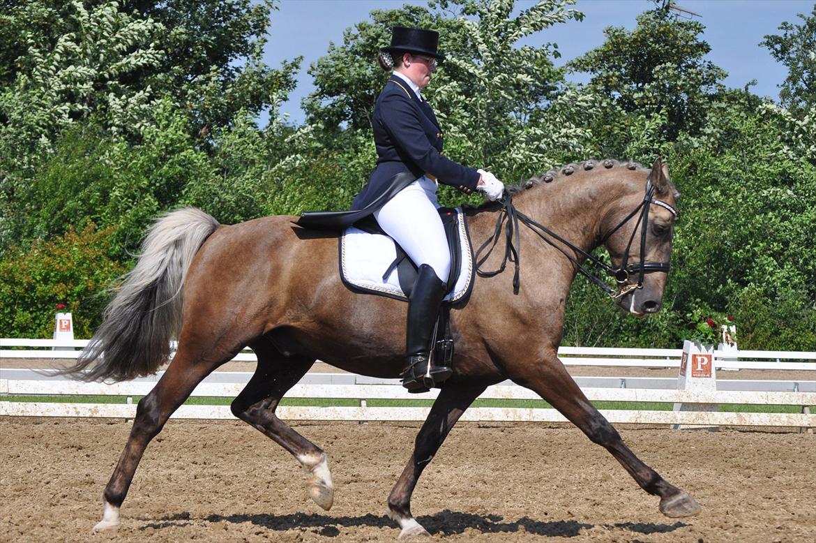 Palomino CHOPALI - ICJ i Hjallerup, juli 2011 - Foto: © LKB © billede 26