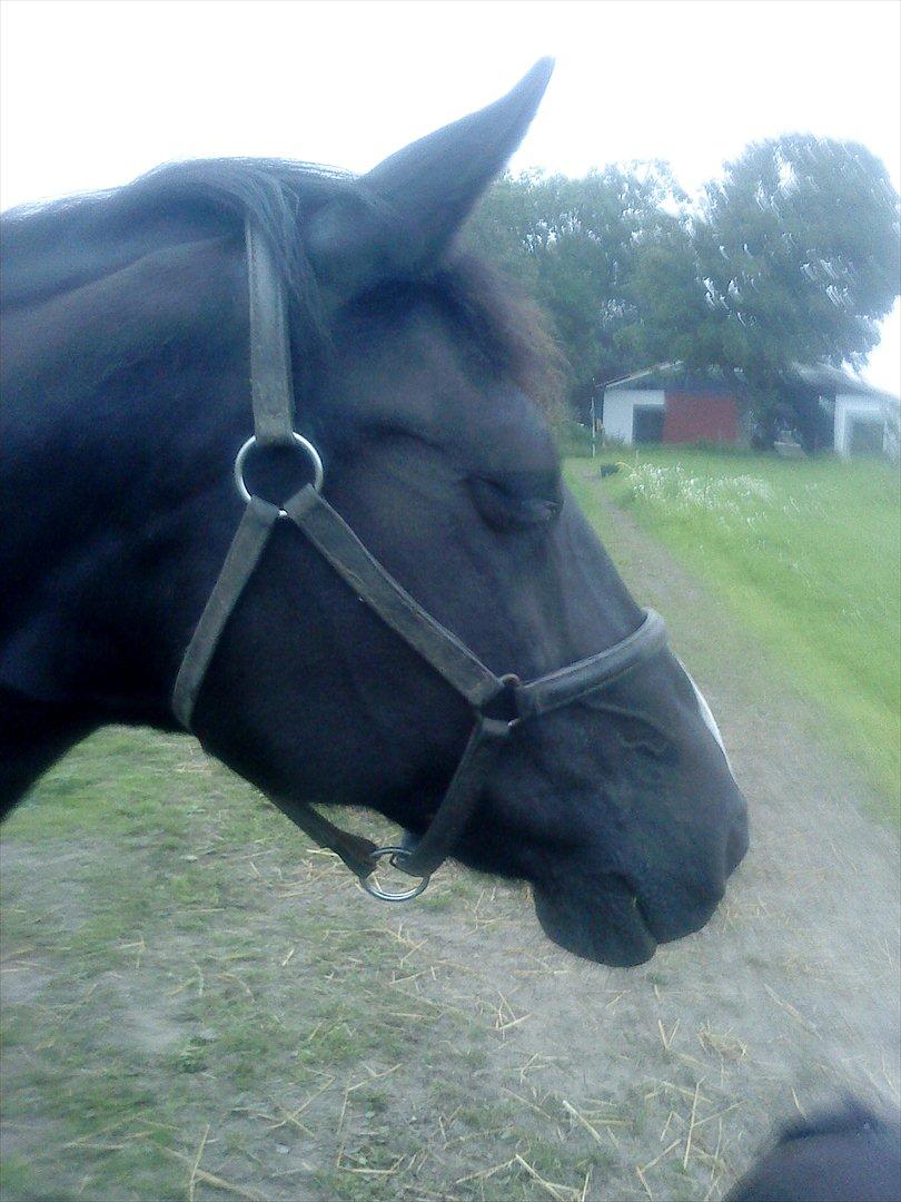 Anden særlig race Blackie - I close my eyes......  billede 6