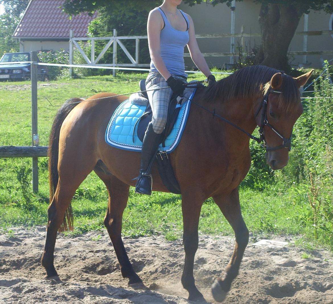 Dansk Varmblod Romeo<3 *Solgt* - 
undervisning den 11-7-2011:) billede 12