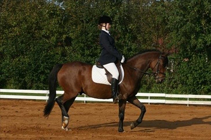 Welsh Cob (sec D) Beukenorrd's Babbeloe (felix) Himmelhest - første og sidste stævne<3 :') billede 3