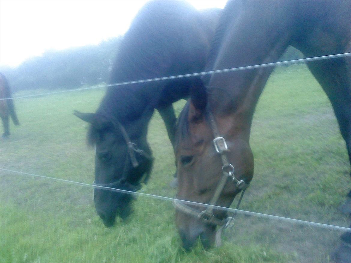Anden særlig race Blackie - Sammen med Joey (:  billede 7
