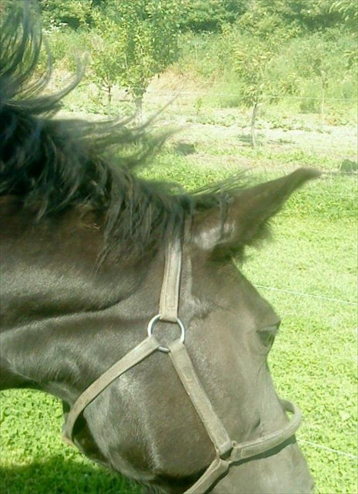 Anden særlig race Blackie - I wipe my head back to colur, I wipe my head back to colur......  billede 8