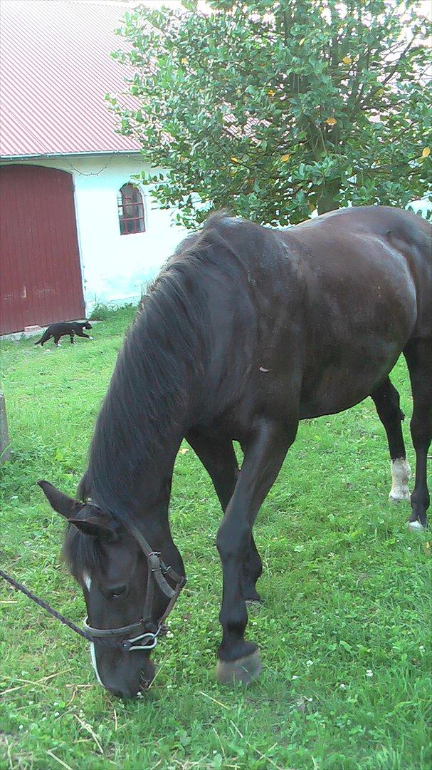 Anden særlig race Blackie - På en lille gåtur/græstur. (:  billede 9