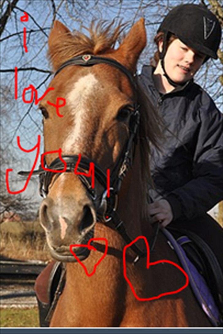 Hollandsk Sportspony Babe - babe med min datter nadja(-: billede 1