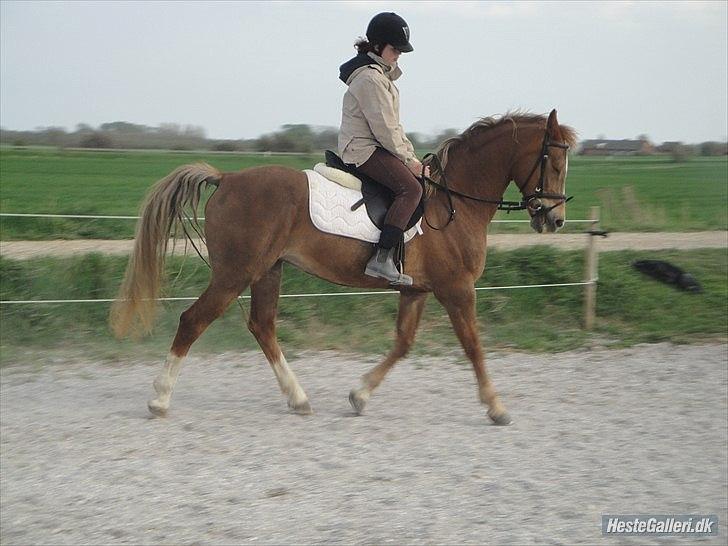 Hollandsk Sportspony Babe - nadja der rider dressur på babe billede 2