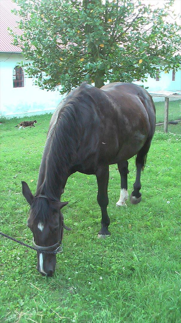 Anden særlig race Blackie - Far og Blackie efter en køretur igen.. Tak fordi i så med :) billede 11