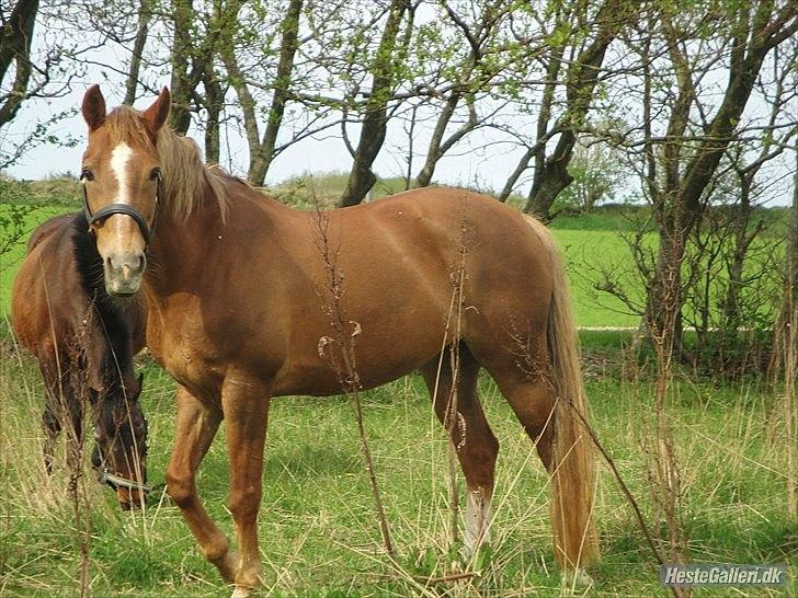 Hollandsk Sportspony Babe - babe der hygger på fold:D billede 3