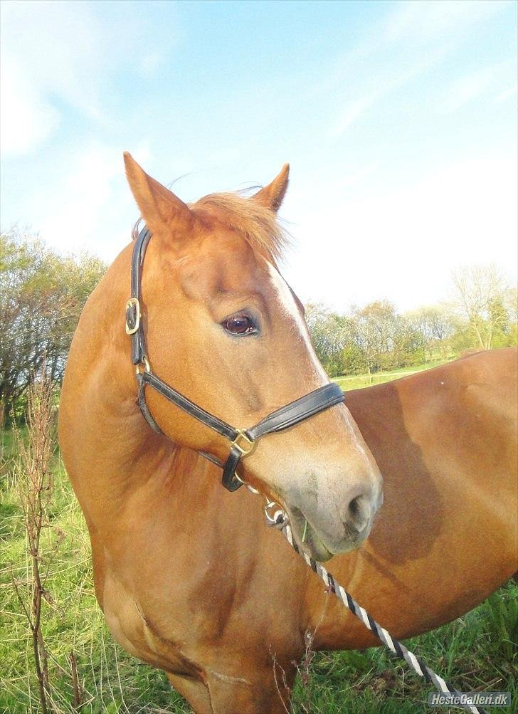 Hollandsk Sportspony Babe billede 4