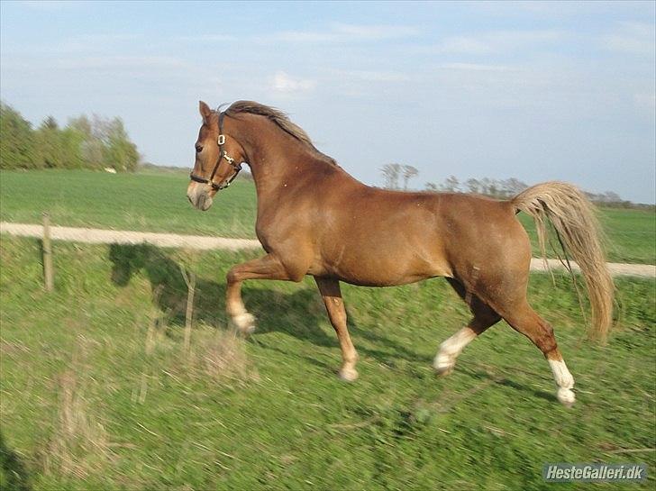 Hollandsk Sportspony Babe - stjernen over alle stjerner billede 5
