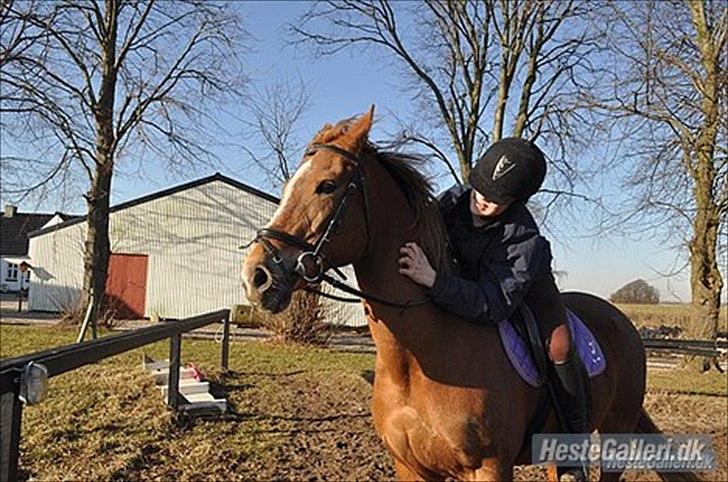 Hollandsk Sportspony Babe - nadja på babz hvor hun er over at prøve den ved sabrina(gamle ejer) billede 6