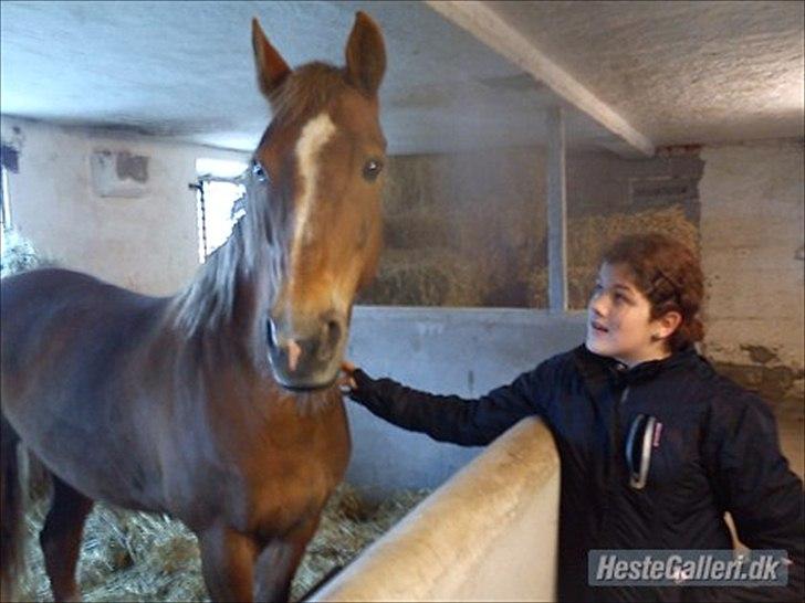 Hollandsk Sportspony Babe billede 7