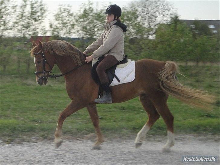 Hollandsk Sportspony Babe billede 8