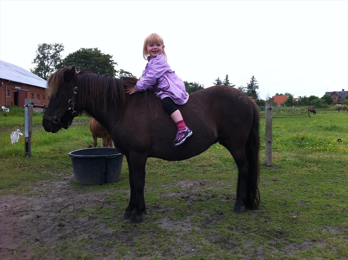 Shetlænder Beauty billede 14