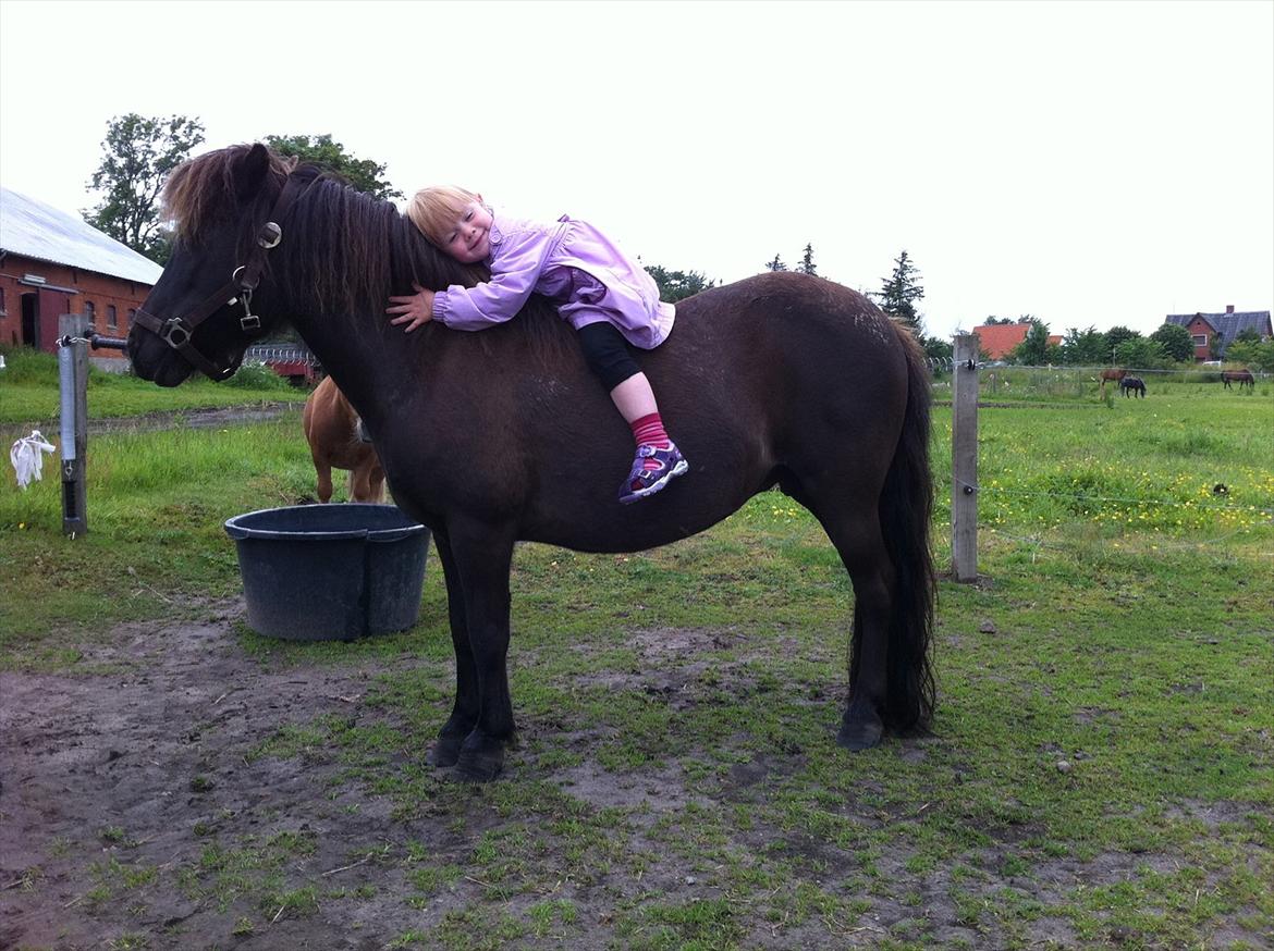 Shetlænder Beauty - Alberte er så glad Beauty billede 15