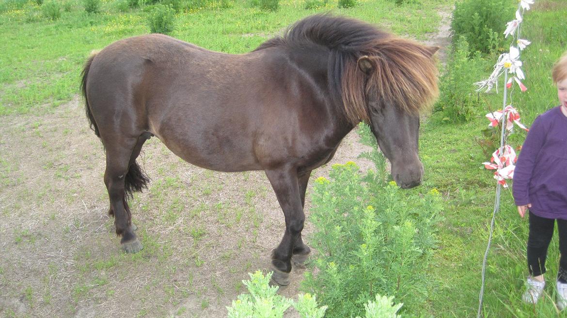 Shetlænder Beauty billede 16