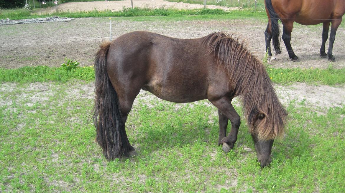 Shetlænder Beauty billede 1