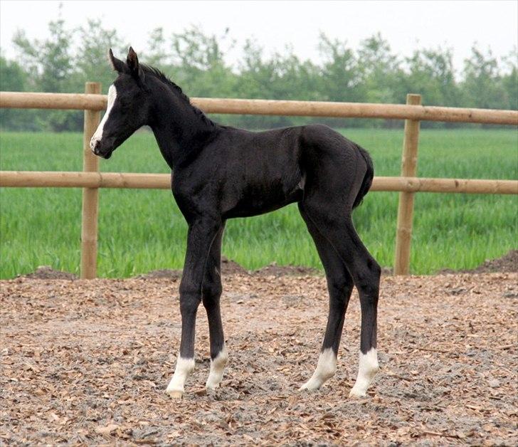 Trakehner EBENEA billede 3