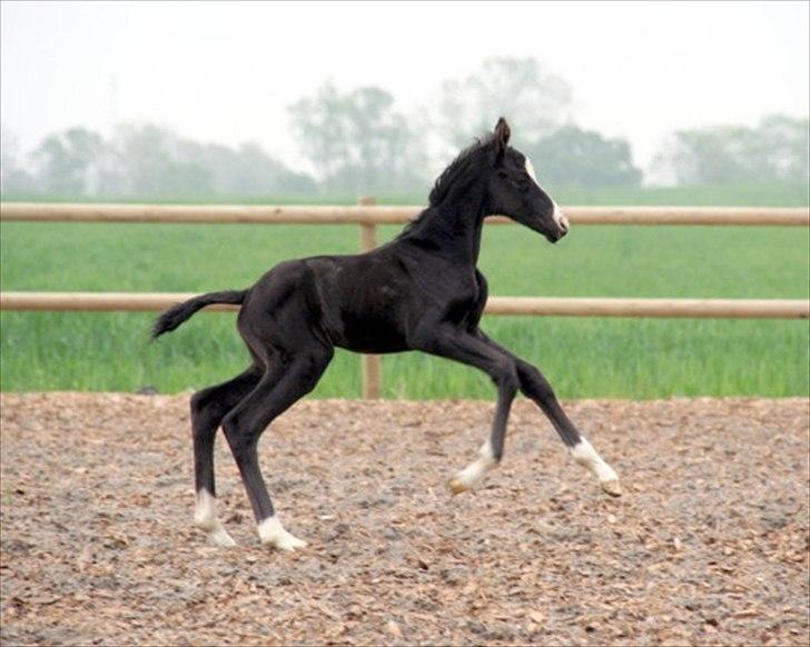 Trakehner EBENEA billede 4