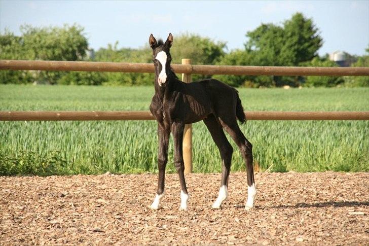 Trakehner EBENEA billede 5