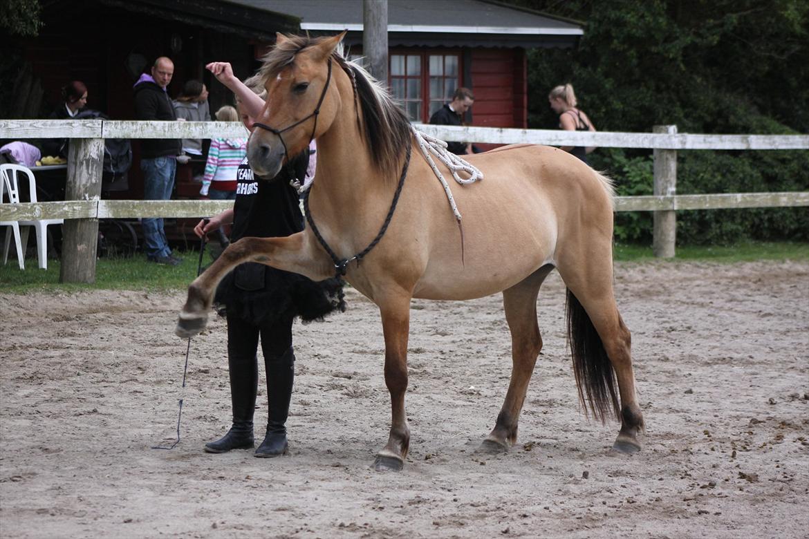 Anden særlig race Karlsbjerggårds Surprise  - Vinke. Billedet er fra Team Star Horse konkurrence 2011 :) Fotograf: Signe  billede 6