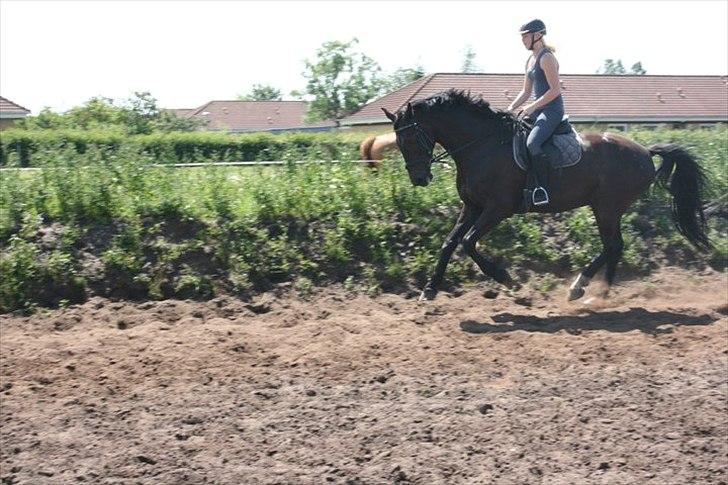 Dansk Varmblod Storlunds Don-Tas *SOLGT* - Don Tas i galop. billede 3