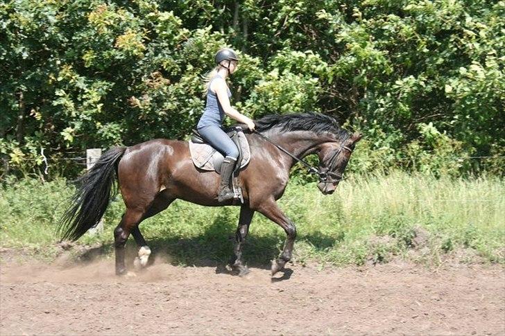 Dansk Varmblod Storlunds Don-Tas *SOLGT* - Don Tas i Trav (: billede 7