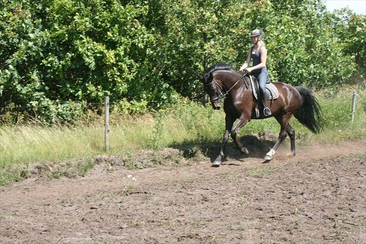 Dansk Varmblod Storlunds Don-Tas *SOLGT* - Galop :D billede 10