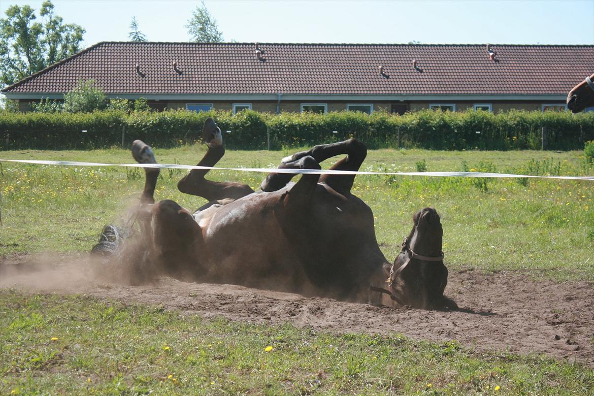 Dansk Varmblod Storlunds Don-Tas *SOLGT* - Don Tas ruller sig efter en lang ridetur (: billede 6