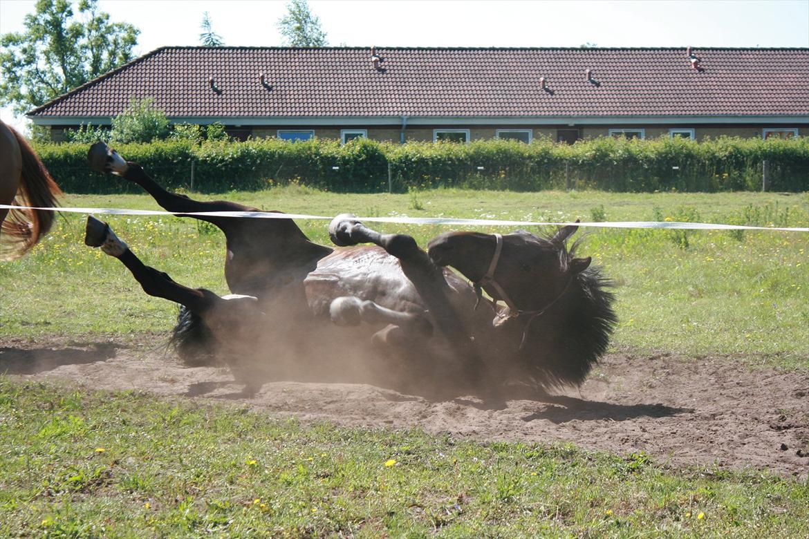 Dansk Varmblod Storlunds Don-Tas *SOLGT* - Strakte ben :D haha billede 11