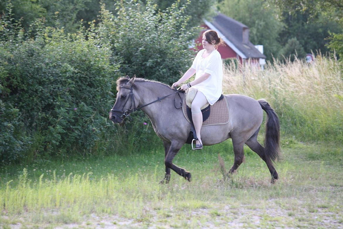 Islænder Sunna fra Vrangbækgård - Sunna den sidste dag 11.7.2011 billede 19