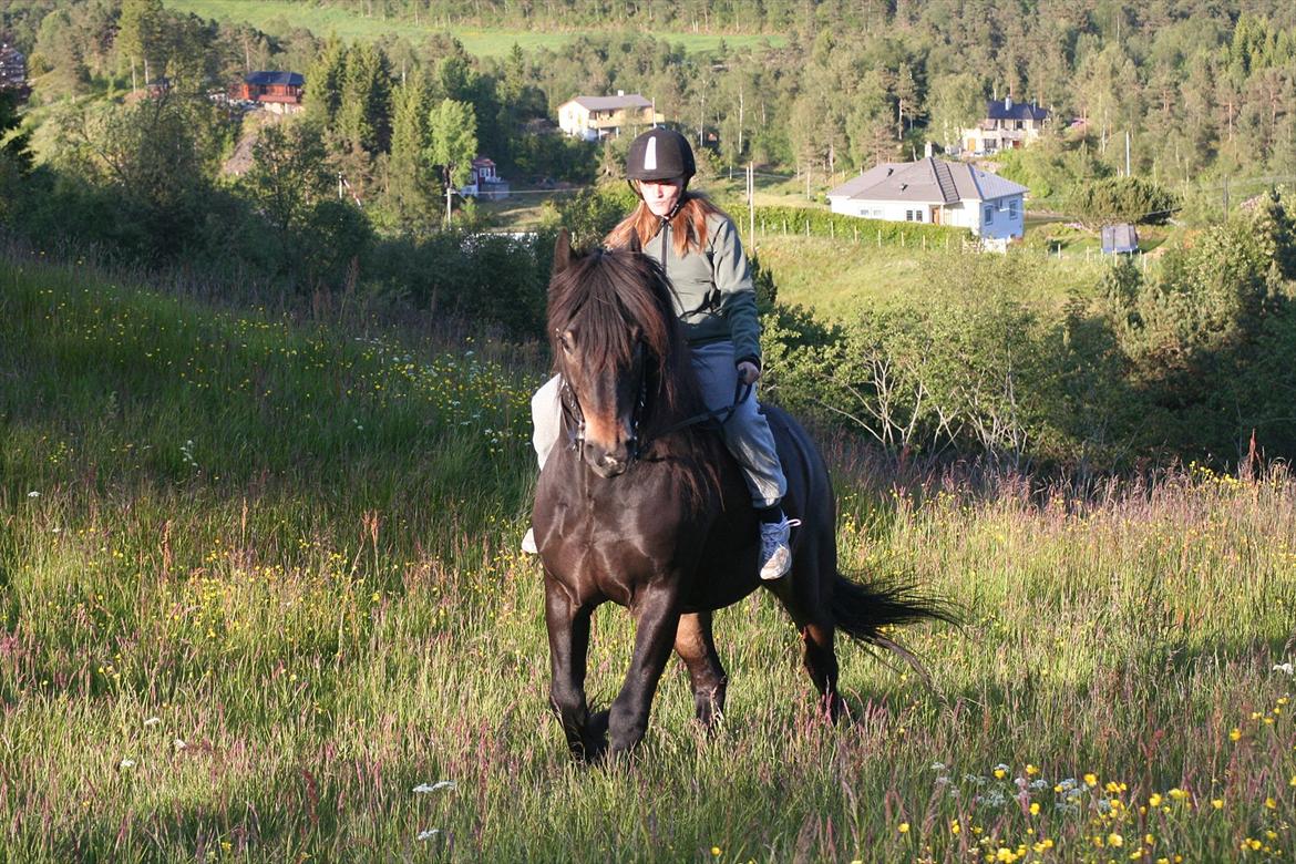 Norsk Døle Prinsen billede 11