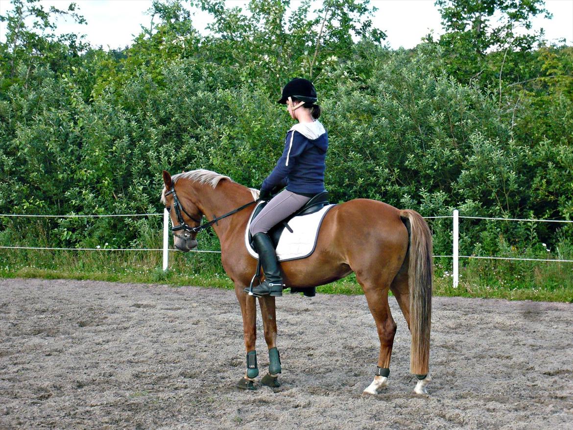 Anden særlig race Nørregårdens My Lady  - Parade :-) billede 20