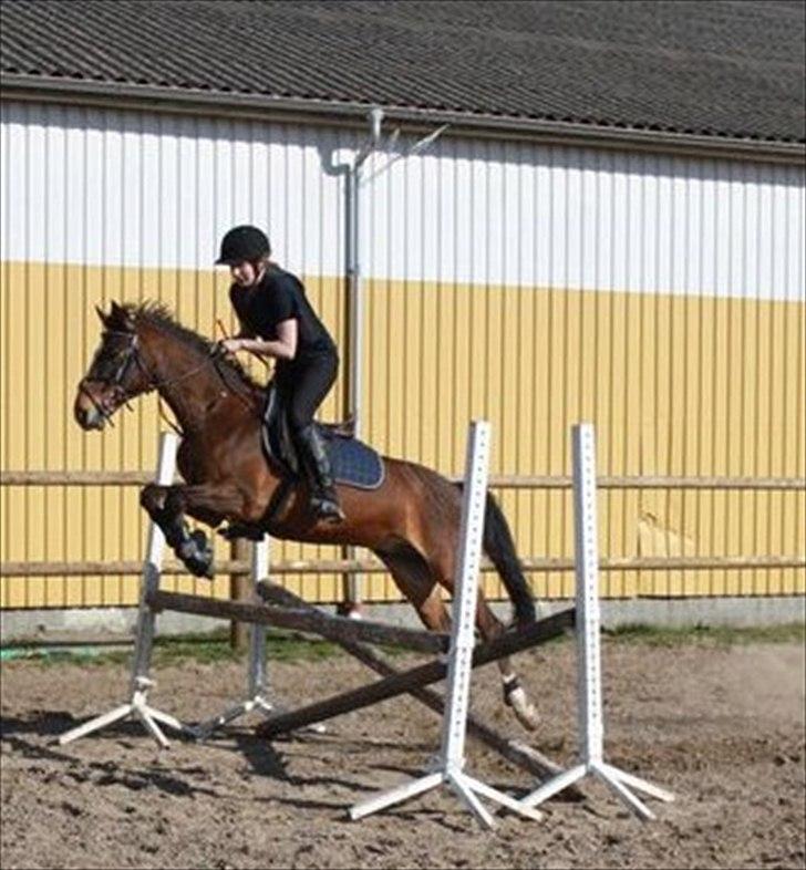 DSP Tres bien (TB)  - lille spring pony ;)  billede 19